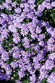 ASTER CHATTERBOX