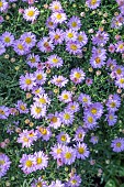 ASTER DAZZLER