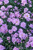 ASTER SHEENA