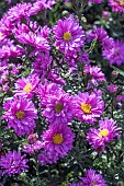 ASTER ELTA