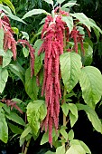 AMARANTHUS CAUDATUS CORAL FOUNTAIN