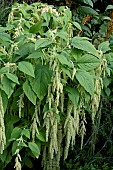 AMARANTHUS CAUDATUS GREEN TAILS