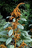 AMARANTHUS CAUDATUS HOT BISCUITS