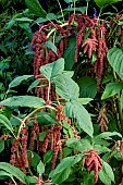 AMARANTHUS CAUDATUS CORAL FOUNTAIN