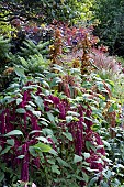 MIXED LATE SUMMER BORDER