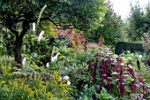 MIXED LATE SUMMER BORDER