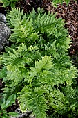 POLYPODIUM CAMBRICUM RICHARD KAYES