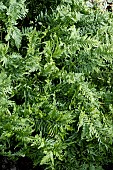 POLYPODIUM CAMBRICUM