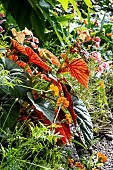 BEGONIA GRANDIS SSP> EVANSIANA