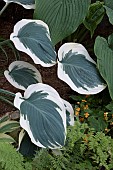 HOSTA ORIONS