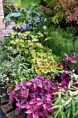 LATE SUMMER PLANT DISPLAY