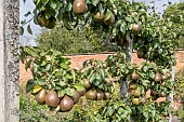 ESPALIER PEAR TREE