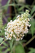 BUDDLEJA BUZZ IVORY (WHITE)