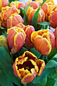 TULIPA BRIGHT PARROT