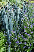 LEEKS WITH ECHIUM