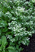 BORAGO OFFICINALIS ALBA