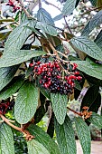 VIBURNUM RHYTIDOPHYLUM