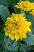 HELIANTHUS MULTIFLORUS FLORE PLENA