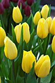 TULIPA STRONG GOLD