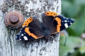 RED ADMIRAL BUTTERFLY