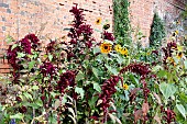 AMARANTHUS AND HELIANTHUS