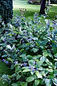 CLEMATIS HERACLEIFOLIA NEW LOVE