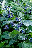 CLEMATIS HERACLEIFOLIA NEW LOVE