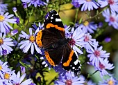 RED ADMIRAL BUTTERFLY