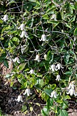 CLEMATIS KAIU