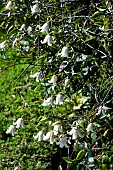 CLEMATIS KAIU
