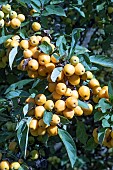 MALUS GOLDEN HORNET