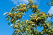 MALUS GOLDEN HORNET