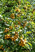 MALUS GOLDEN HORNET