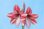 HIPPEASTRUM AMARYLLIS MINERVA SERIES