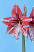 HIPPEASTRUM AMARYLLIS MINERVA SERIES