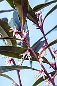 SARCOCOCCA HOOKERIANA VAR. DIGYNA PURPLE STEM