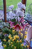 INDOOR WINTER FLOWERING BULBS