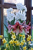 INDOOR WINTER FLOWERING BULBS