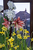 WINTER FLOWERING INDOOR BULBS