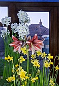 WINTER INDOOR FLOWERING BULBS