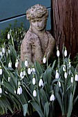 GALANTHUS ELWESII HIEMALIS