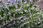 SARCOCOCCA CONFUSE
