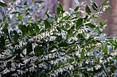 SARCOCOCCA CONFUSA