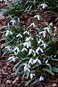GALANTHUS RIZEHENSIS
