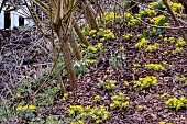 ACONITES IN FEBRUARY