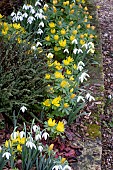 WINTER FLOWERS AT BORDER EDGE