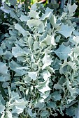 ATRIPLEX SILVER HOLLY