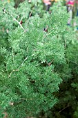 ASPARAGUS UMBELLATUS