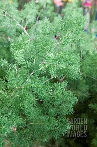 ASPARAGUS_UMBELLATUS