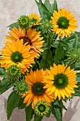 ECHINACEA SUNSEEKERS PUMPKIN PIE